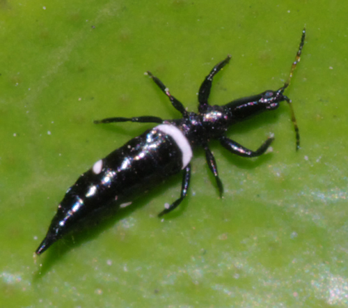 Tisanottero molto grande:  Compsothrips albosignatus (Phlaeothripidae)